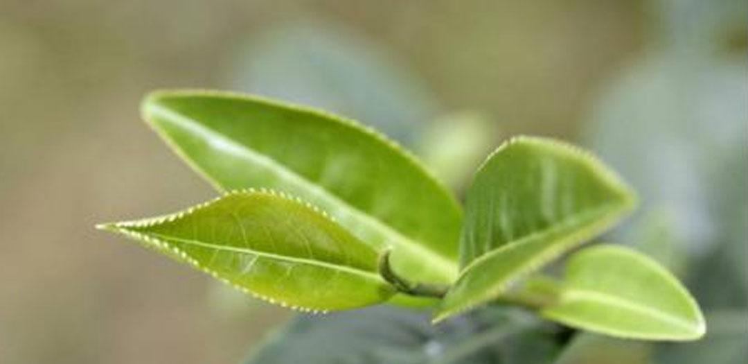 7、〖隋唐五代茶业的兴起〗唐代茶叶的主要产地